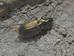 Agonum marginatum