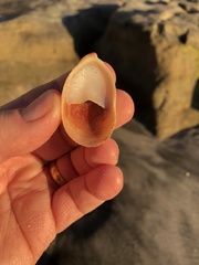 Crepidula norrisiarum