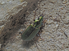 Agonum marginatum
