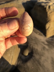 Crepidula norrisiarum