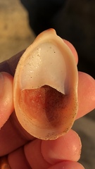 Crepidula norrisiarum