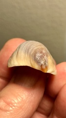 Crepidula norrisiarum