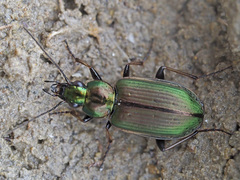 Agonum marginatum