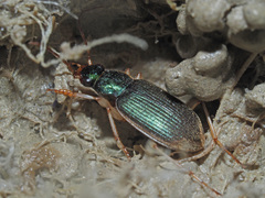 Chlaenius vestitus