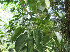 Heptapleurum ellipticum