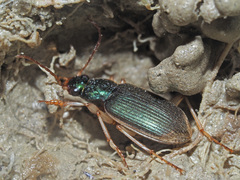 Chlaenius vestitus