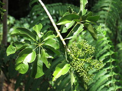 Heptapleurum ellipticum