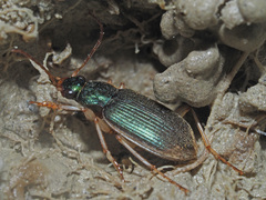Chlaenius vestitus