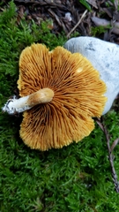 Gymnopilus luteocarneus