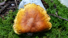 Gymnopilus luteocarneus