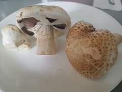 Agaricus lilaceps