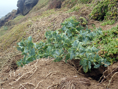 Atriplex australasica