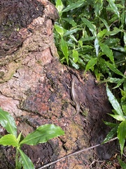 Trachylepis depressa