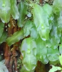 Symphyogyna subsimplex