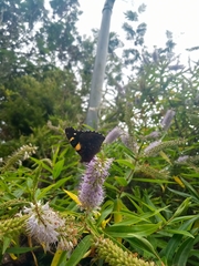 Vanessa itea