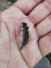 Melanerpes chrysogenys