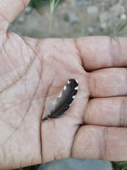 Melanerpes chrysogenys