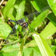 Erythrodiplax kimminsi