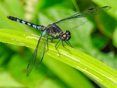 Erythrodiplax kimminsi