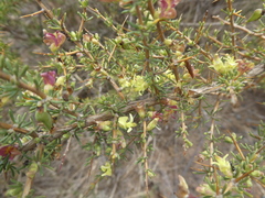 Aspalathus spinosa flavispina