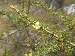 Aspalathus spinosa flavispina
