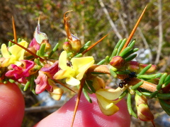 Aspalathus spinosa flavispina