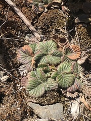 Fragaria hayatae