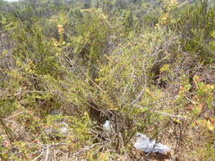 Aspalathus spinosa flavispina