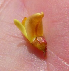 Aspalathus spinosa flavispina