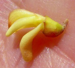 Aspalathus spinosa flavispina