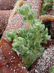 Atriplex billardierei