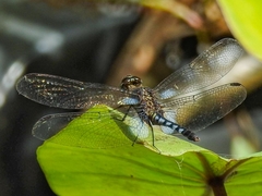 Erythrodiplax kimminsi