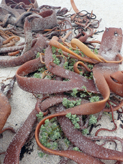 Atriplex billardierei