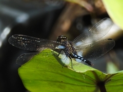 Erythrodiplax kimminsi