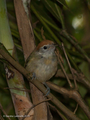 Hylophilus amaurocephalus