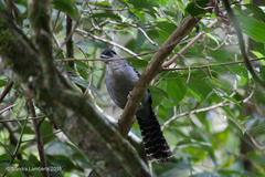 Batara cinerea