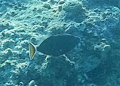 Sufflamen albicaudatum