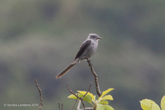 Muscipipra vetula