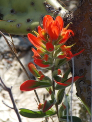 Castilleja rigida