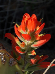 Castilleja rigida