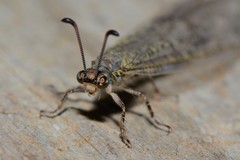 Bandidus