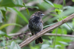 Knipolegus cyanirostris