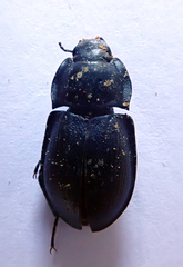 Mimopeus pascoei