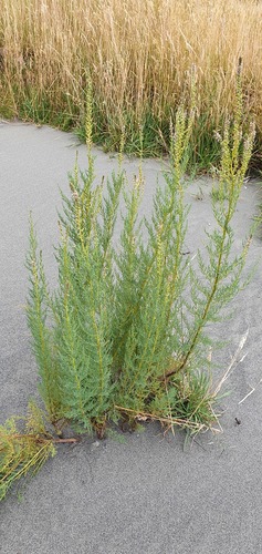German false tamarisk (Myricaria germanica)