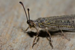 Bandidus
