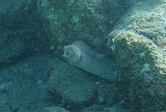 Gymnothorax nudivomer