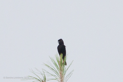 Knipolegus cyanirostris