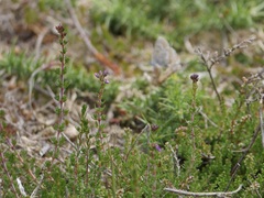 Erica cinerea