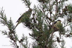 Phibalura flavirostris