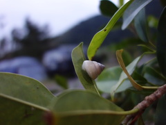 Satsuma